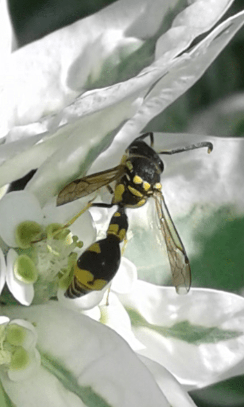 Vespidae Eumeninae : Eumenes mediterraneus maschio?  S